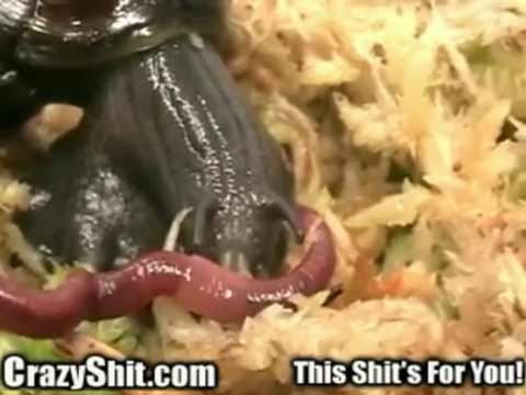 Snail eats worm Thumbnail