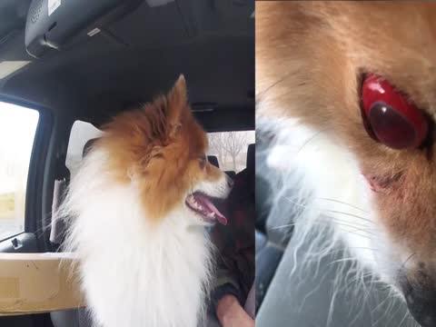 Koda gets his Stitches removed and Celebrates by Busting Ass...  Thumbnail