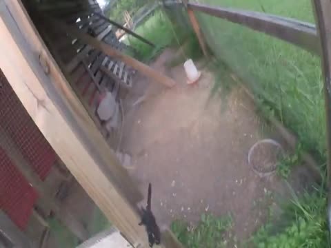 Saving Endangered Crows one Bird at a Time. Thumbnail