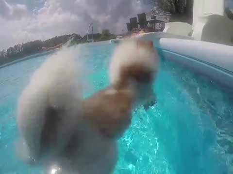 Dianes Swimming Dogs and the rain storm Thumbnail