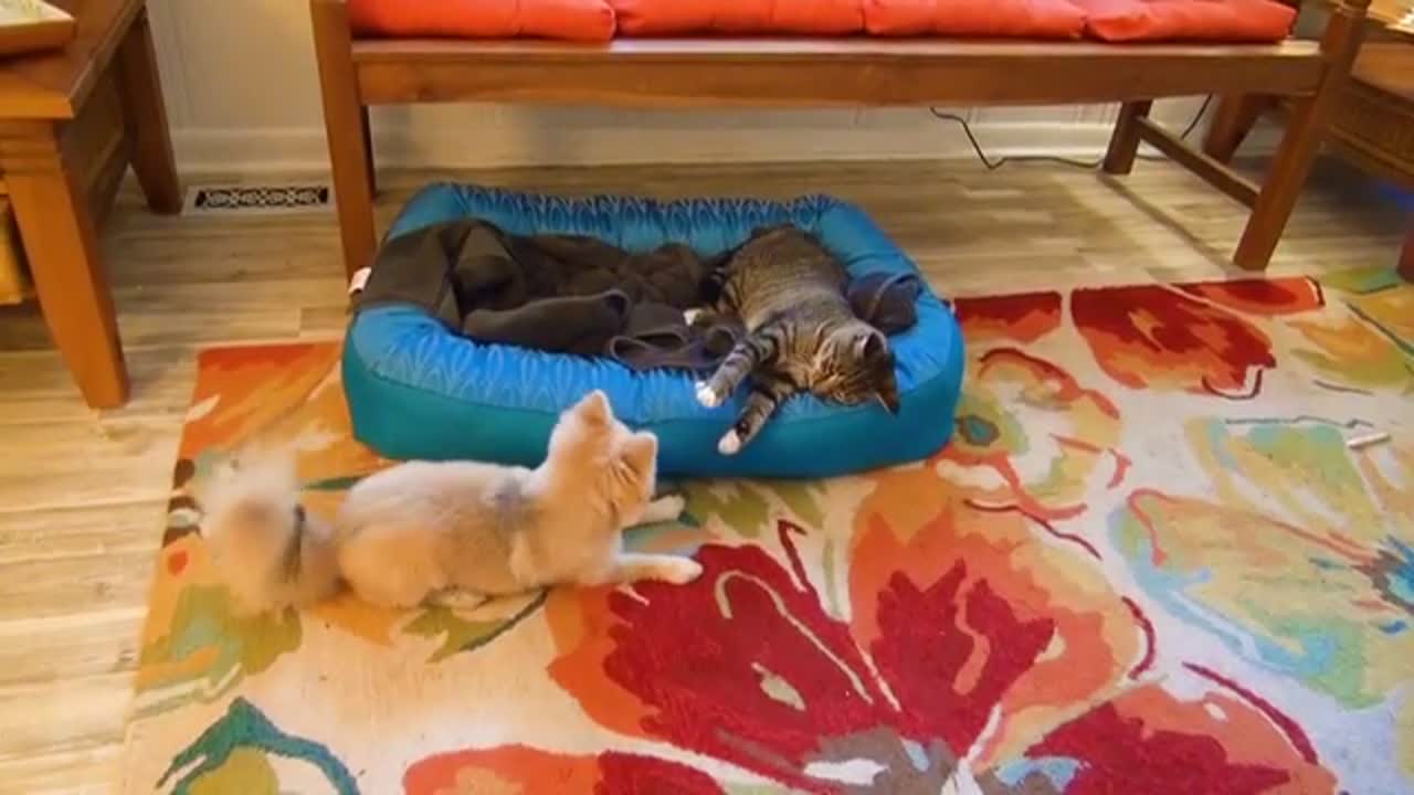 Cat and Dogs